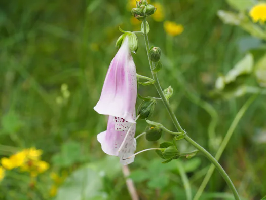 Dodendraad in Hamelt Achel (Belgium)